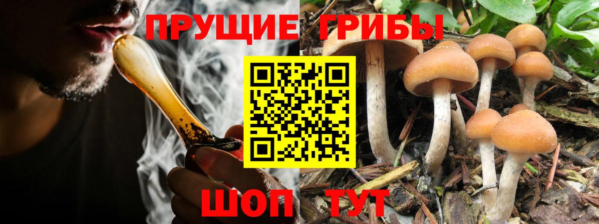 купить наркотик  Псилоцибиновые грибы мухоморы  Вязьма  Вход с VPN  Псилоцибиновые грибы прущие грибы 